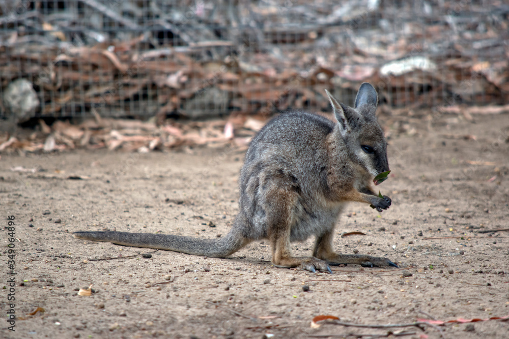 The tammar wallaby, also known as the dama wallaby or darma wallaby, is a small macropod native to South and Western Australia The tammar wallaby, also known as the dama wallaby or darma wallaby, is a small macropod native to South and Western Australia