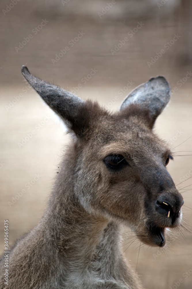 Fototapeta premium this is a close up of a western grey kangaroo