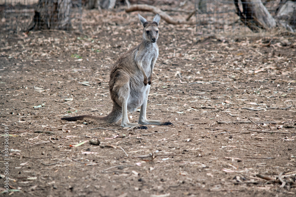 this is a joey western grey kangaroo this is a joey western grey kangaroo