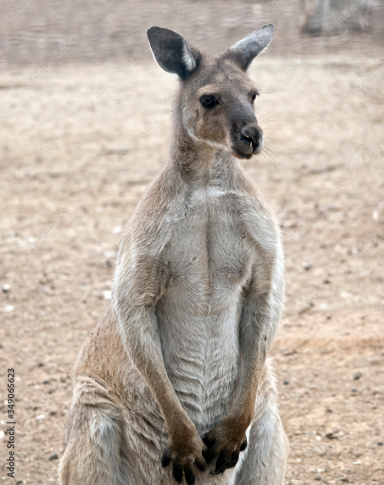 this is a male western grey kangaroo this is a male western grey kangaroo