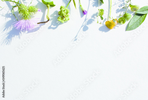 Cornice di fiori selvatici su cartoncino ruvido, composizione fiori e piante selvatiche, copertina con fiori, base per auguri, matrimonio