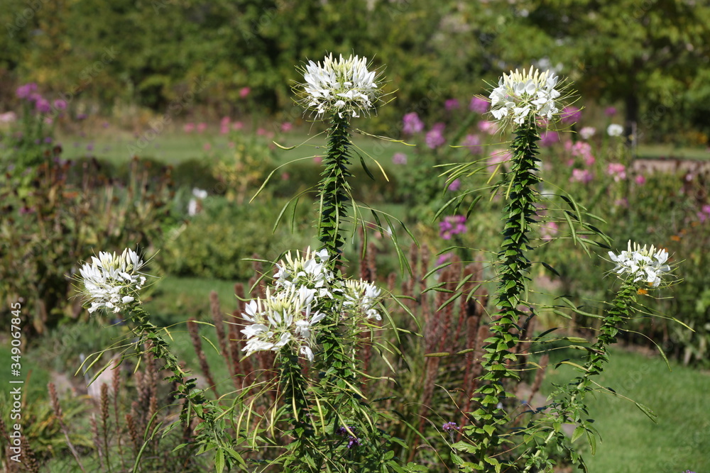 Obraz premium wild flowers in the garden