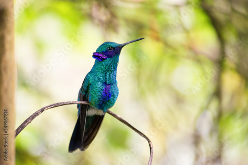 Una colorida ave descanzando en una rama. Es un hermoso colibrí photo