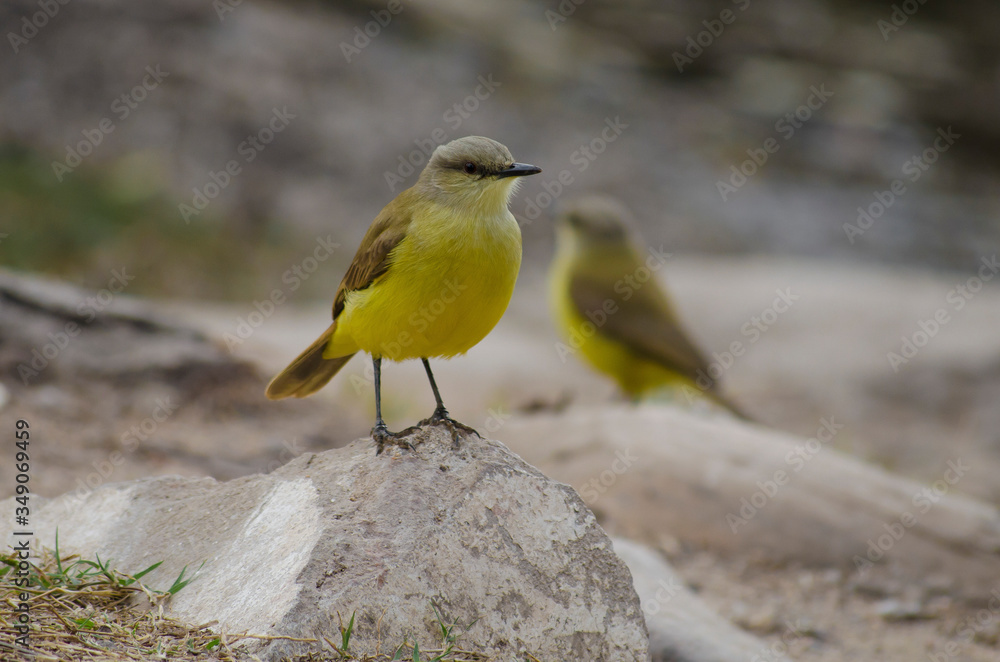 Birds, birdswhatching, Nature, Argentina, Córdoba Birds, birdswhatching, Nature, Argentina, Córdoba