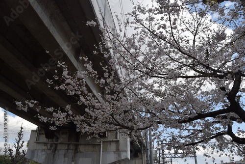 桜 © sakki