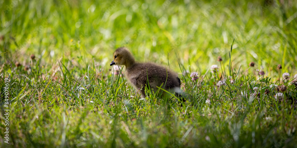 baby chick in grass baby chick in grass