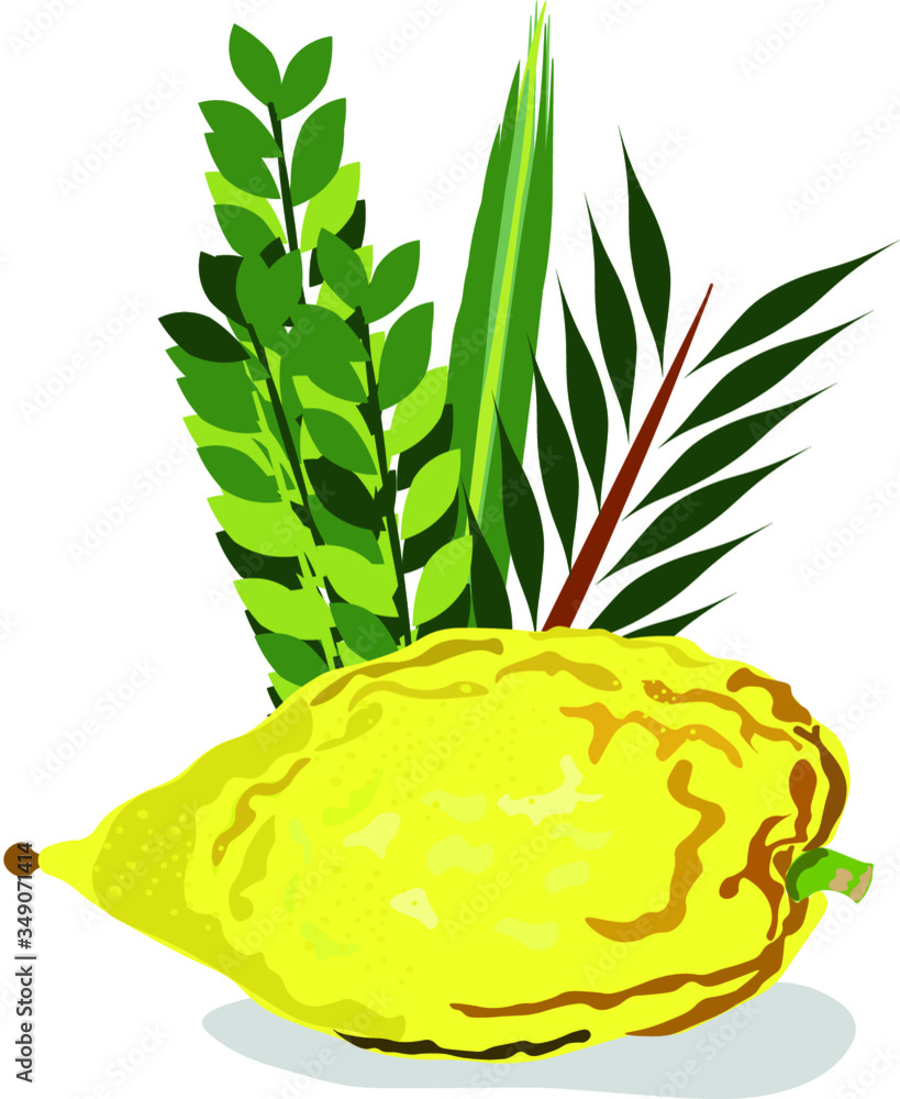 Jewish holiday Sukkot torah with Lulav Moroccan Etrog vector image
