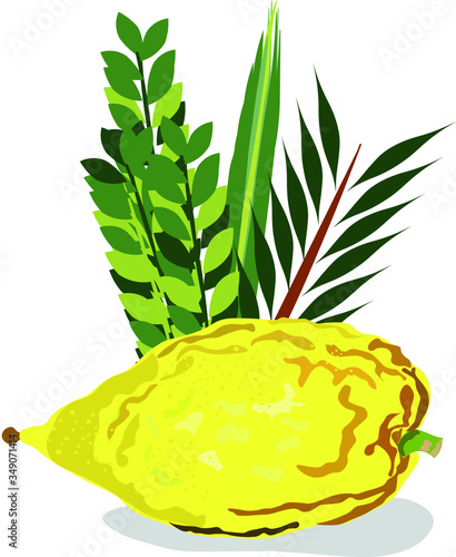 Jewish holiday Sukkot torah with Lulav Moroccan Etrog vector image 
