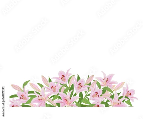 ピンクのユリのフレーム