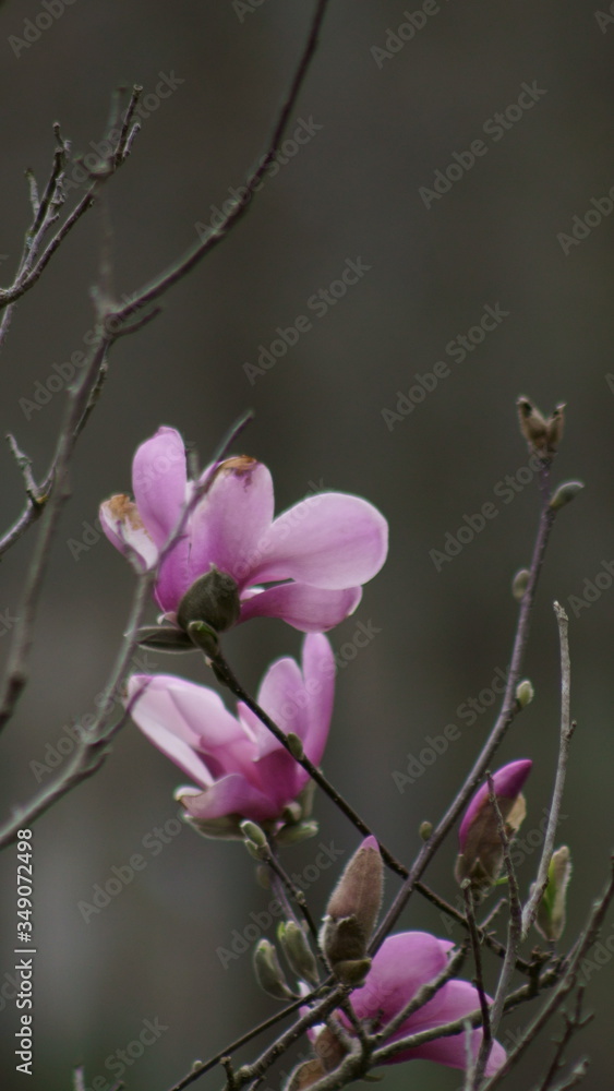 Fototapeta premium Close up of Pink Magnolia flowers in spring season.