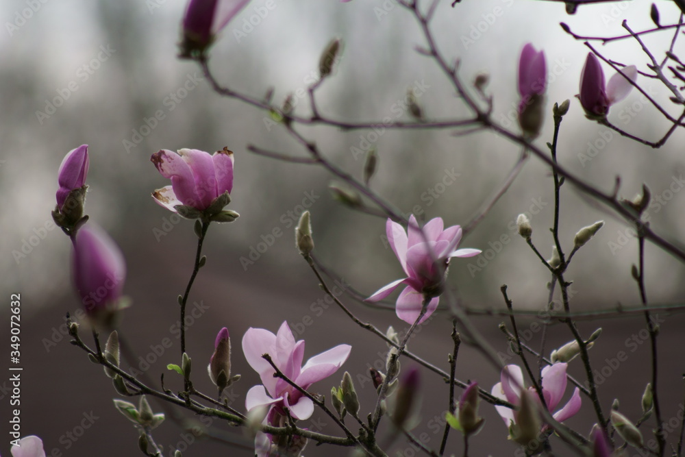 Fototapeta premium Close up of Pink Magnolia flowers in spring season.