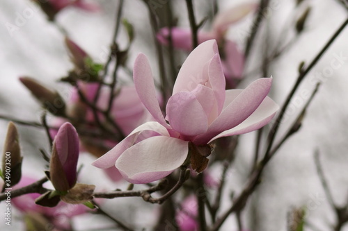 Close up of Pink Magnolia flowers in spring season.