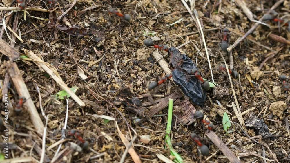 4k video of ants working on ants nest. 4k video of ants working on ants nest.