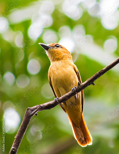 un ave amarilla sobre una rama observando la naturaleza. Es un lindo pequeño pajaro amarillo