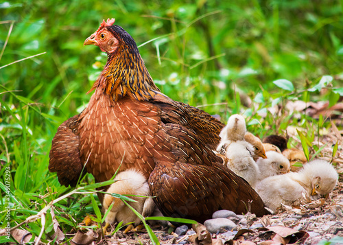 La gallina con sus pollos. gallina de campo con sus pollitos en la granja photo