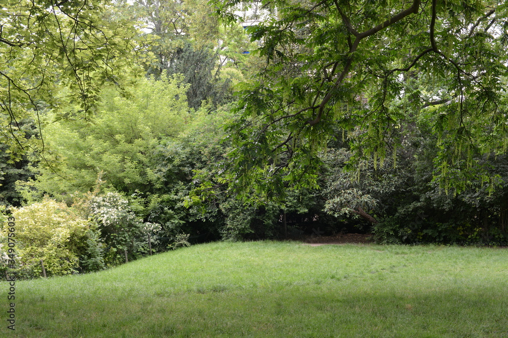 Fototapeta premium 木