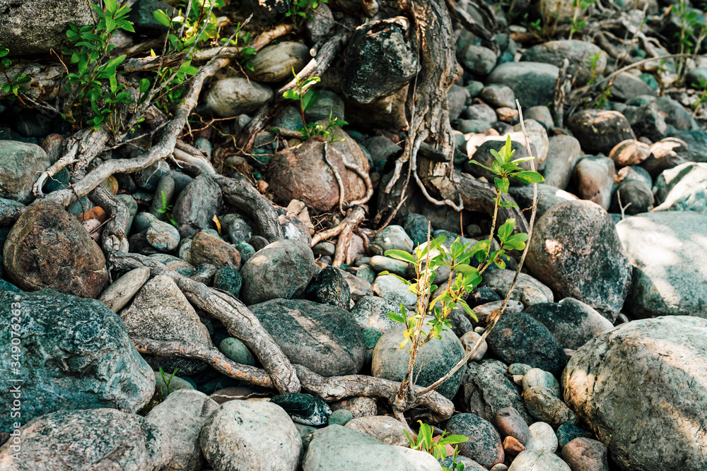 Small green sprouts of tree grows from roots. Nature sunny background of beautiful roots of deciduous tree on stony shore. Tree grows on of pile stones. Vitality plants. Snags on boulders in sunlight. Small green sprouts of tree grows from roots. Nature sunny background of beautiful roots of deciduous tree on stony shore. Tree grows on of pile stones. Vitality plants. Snags on boulders in sunlight.