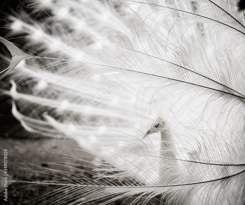Obraz na plátně white albino peacock in Nancy, France, Europe