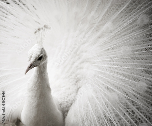 Photography white albino peacock in Nancy, France, Europe