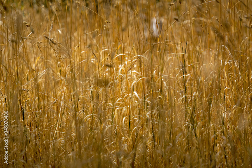 Grasses 
