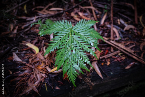 Fern