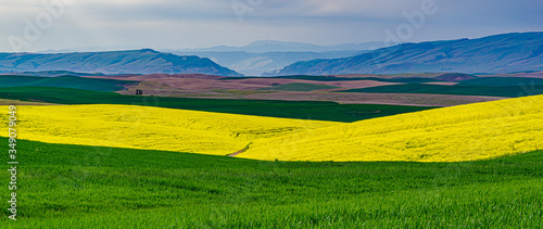Tableau sur toile landscape of winter wheat, blooming canola and fallow fields leading to the Colu