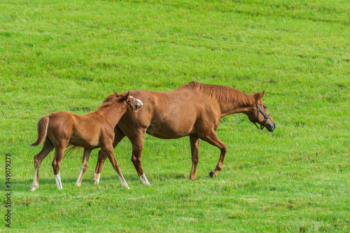 Tablou canvas horse and foal