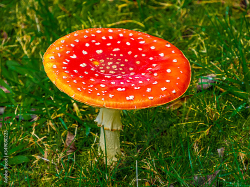  Flat Red Toadstool