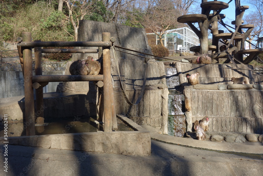 日本の動物園の猿山の猿