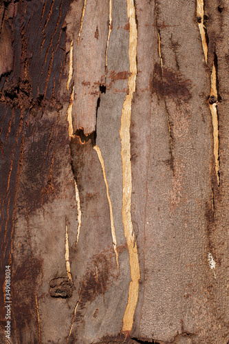 Corteza descascarada de un eucalipto