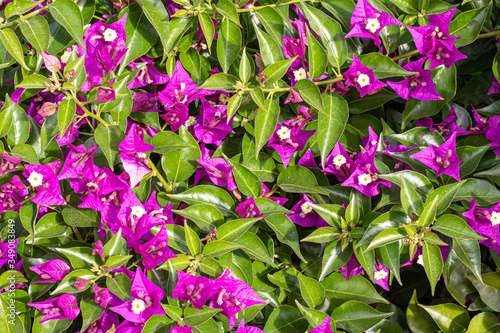 Fondo de flores púrpura sobre hojas verdes