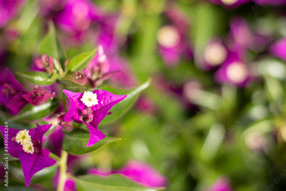 Fondo y textura verde y púrpura de flor de Santa Rita en un día soleado. Fondo y textura verde y púrpura de flor de Santa Rita en un día soleado.