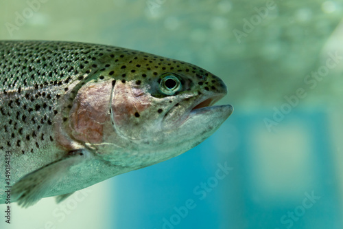 Live trout in an aquarium in a supermarket