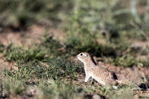 Spotted Ground Squirrel in New Mexico’s high desert in spring