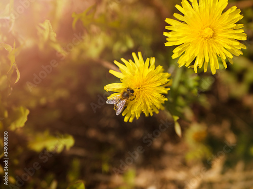 Top view of two yellow dandelions, one bee crawling and collecting pollen.
