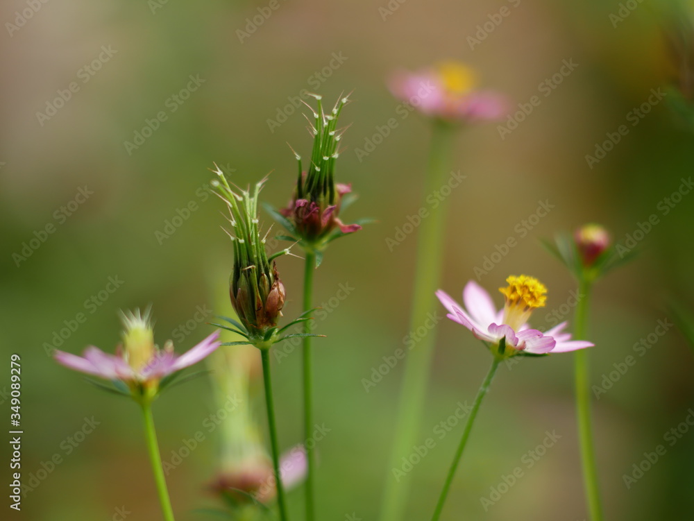 Naklejka premium flower buds of kenikir (Cosmos caudatus)