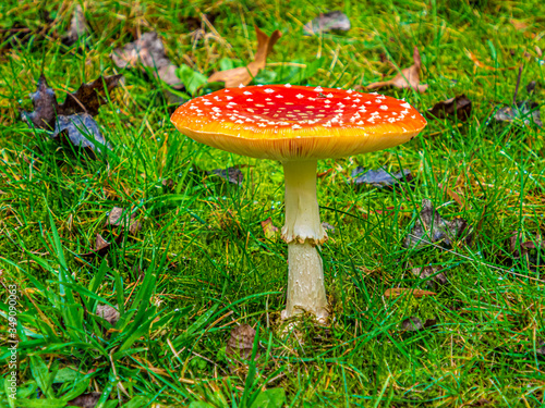 Flat Red Toadstool Side
