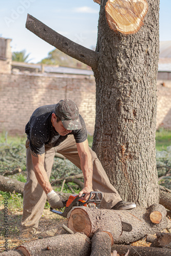 Leñador cortando un árbol de cedro azul con una motosierra. 
