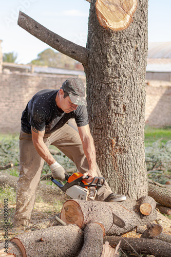 Man cutting a blue cedar tree with a chainsaw