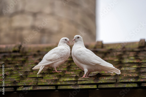 Two white dove sitting on a old roof tiles in a mountain village near the city of Danang, Vietnam