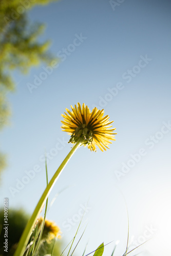 Yellow dandelion flowers in green grass against the background of the sun and blue sky.