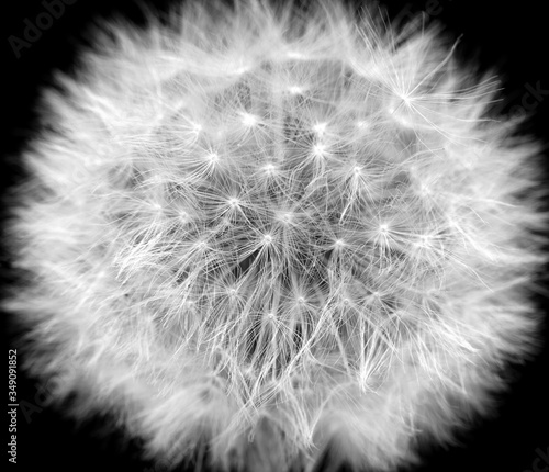 Blow ball of dandelion flower isolated on black background