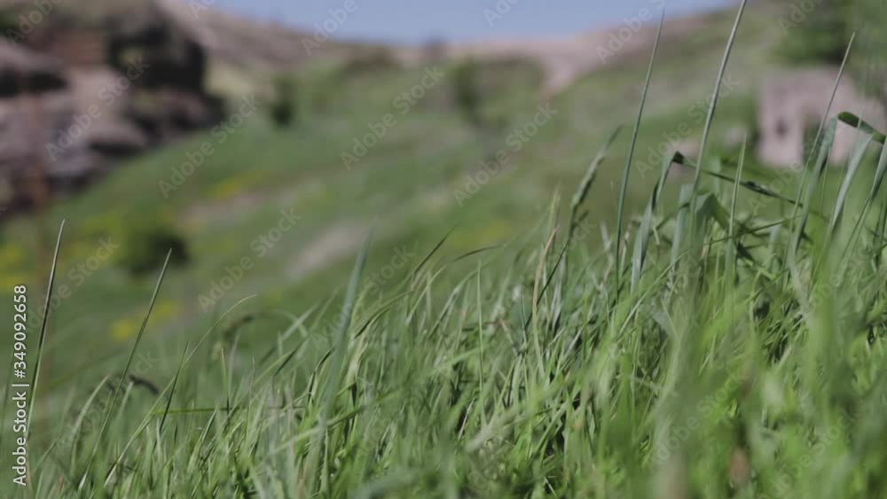 Green grass blowing on the wind. Green meadow on a mountain. Green grass blowing on the wind. Green meadow on a mountain.