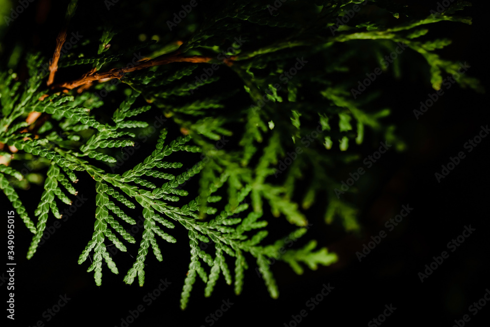 Thuja. Leaf of a tree close-up on a contrasting dark background. Texture and structure. Copy space. Ecological and care of nature concept. Selective focus. Perspective of leaves.