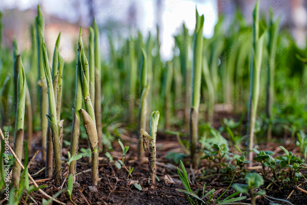 young shoots of lily of the valley, flowers that have broken through the ground, early spring young shoots of lily of the valley, flowers that have broken through the ground, early spring
