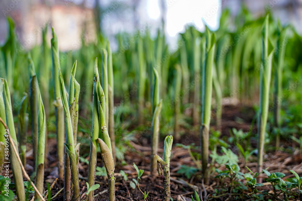 young shoots of lily of the valley, flowers that have broken through the ground, early spring young shoots of lily of the valley, flowers that have broken through the ground, early spring