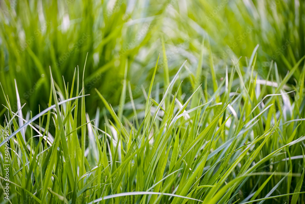 Obraz premium juicy fine young lawn grass, a solid green background, summer wallpaper 