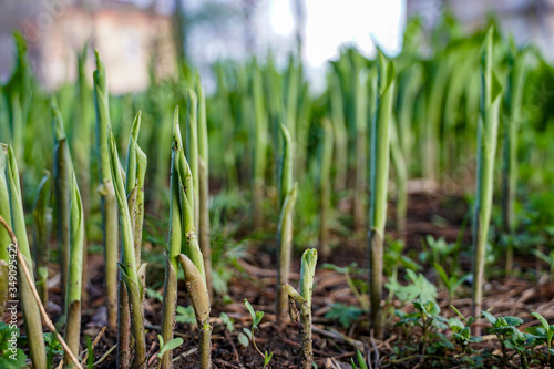 young shoots of lily of the valley  flowers that have broken through the ground  early spring