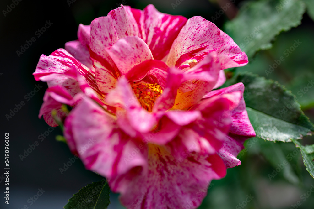 Naklejka premium Variegated rose flower in full blooming