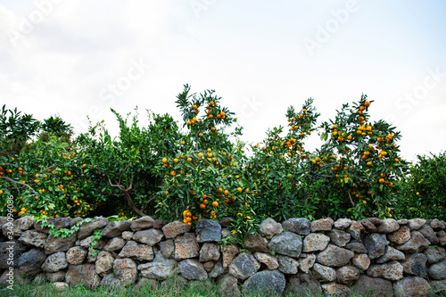 감귤 나무에 열린 오렌지색 귤